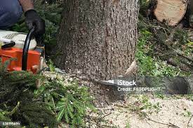 Best Tree Removal  in Lacoste, TX