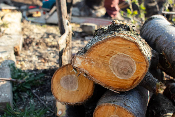 Best Tree Cabling and Bracing  in Lacoste, TX
