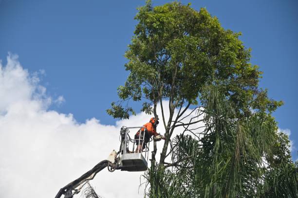 How Our Tree Care Process Works  in  Lacoste, TX