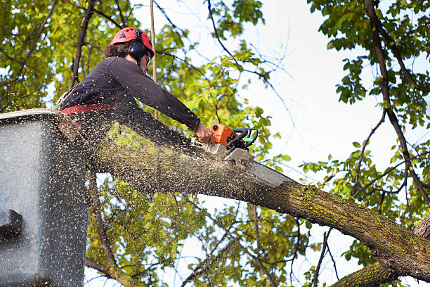 Trusted Lacoste, TX Tree Care Experts