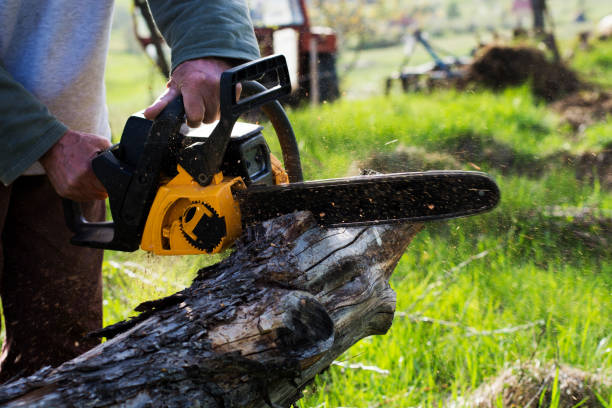 Best Hazardous Tree Removal  in Lacoste, TX